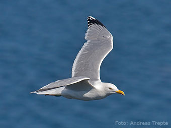 Silbermöwe über der Ostsee