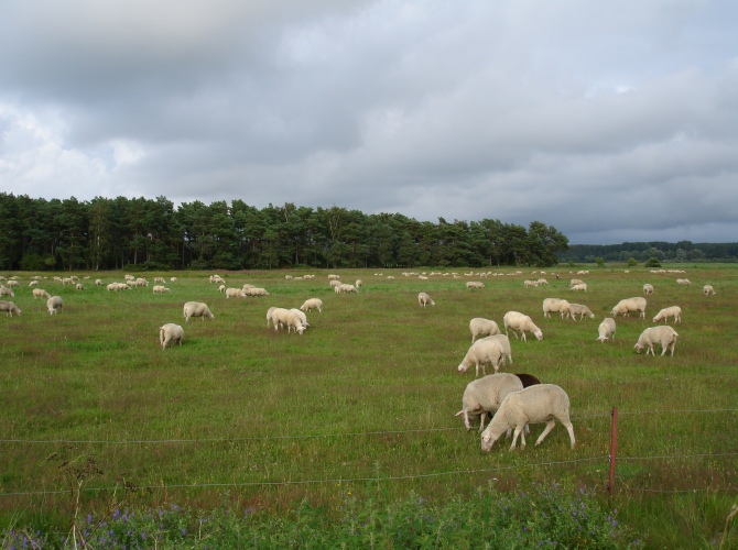 Schafe auf Salzwiesen